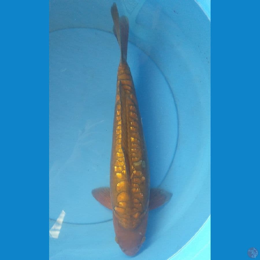 Chagoi Aragoke 40cm/F