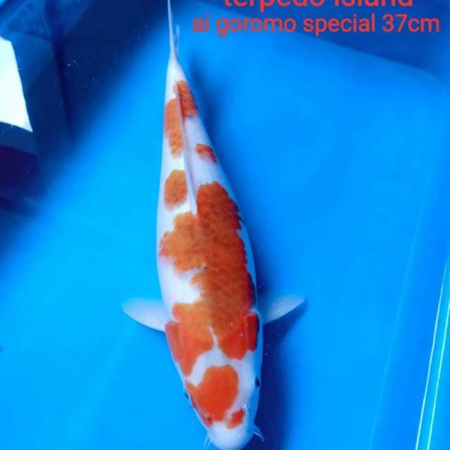 " Terpedo Island " Special goromo jumbo 37cm