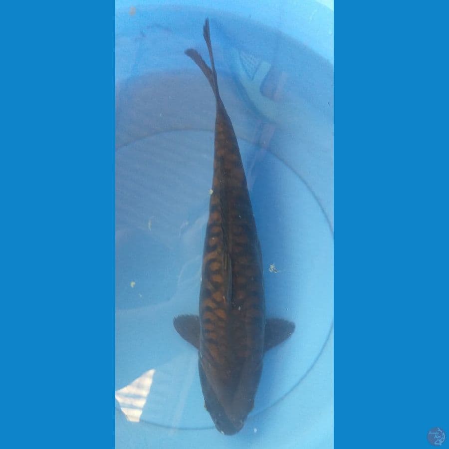 Chagoi Aragoke 41cm/F