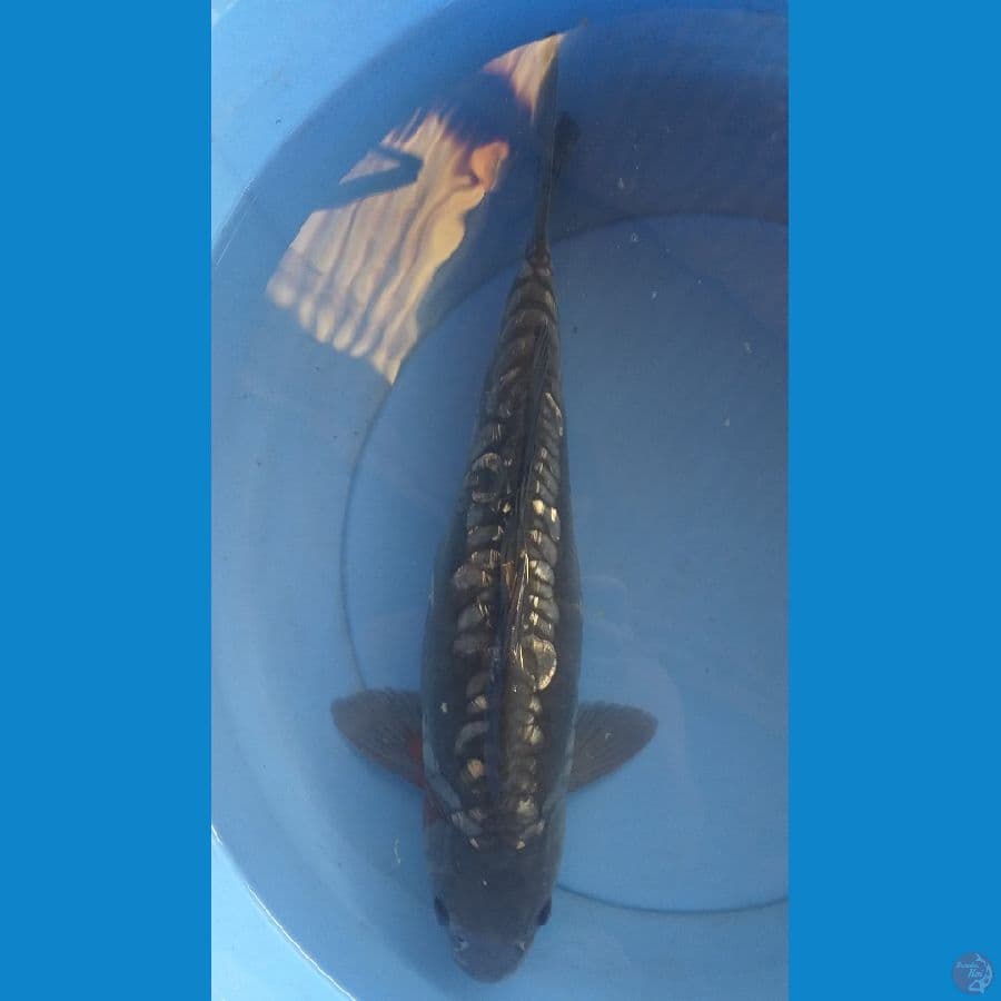 Black Aragoke 40cm/M