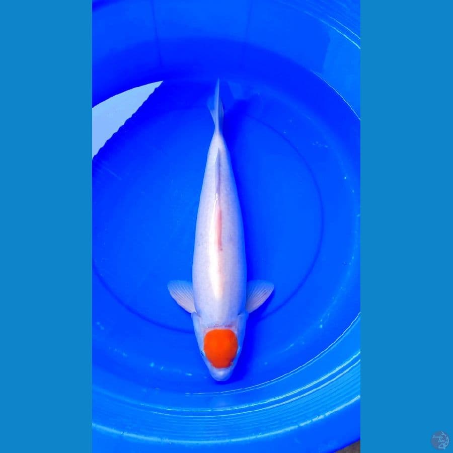 F 50Cm #TANCHO KOHAKU