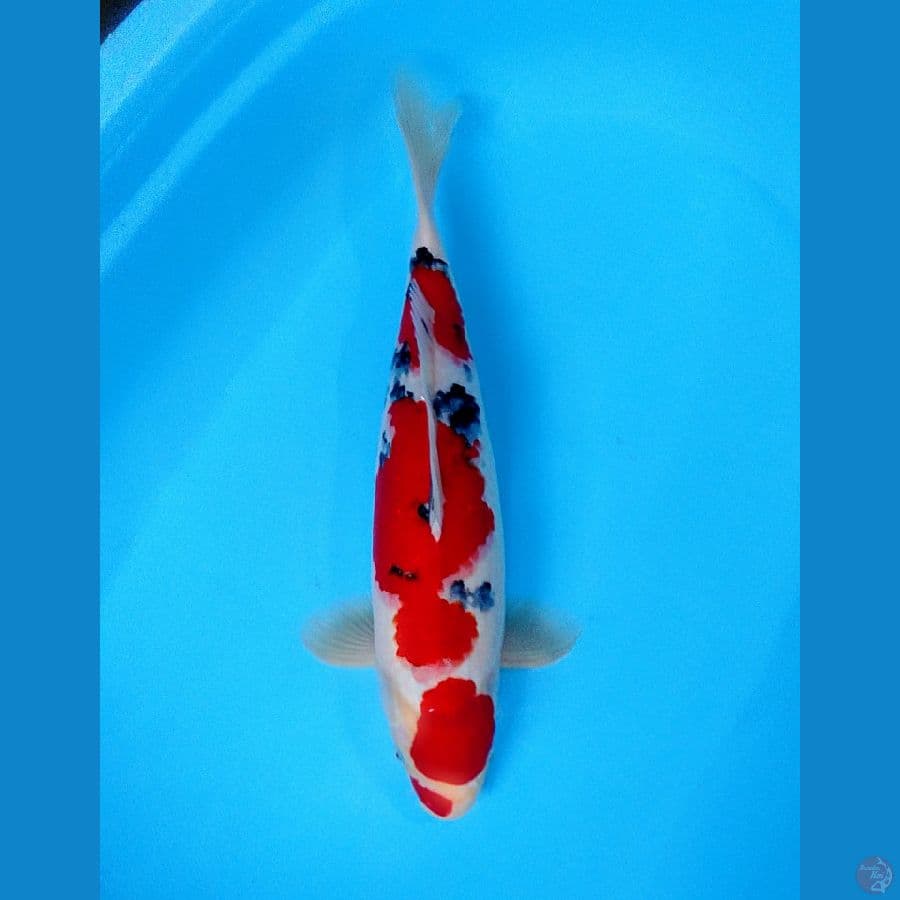 taisho 43cm super red