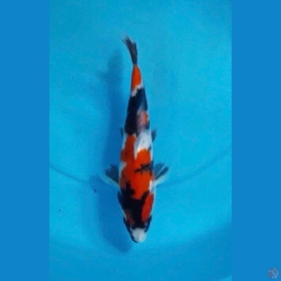 Showa Sanksoku