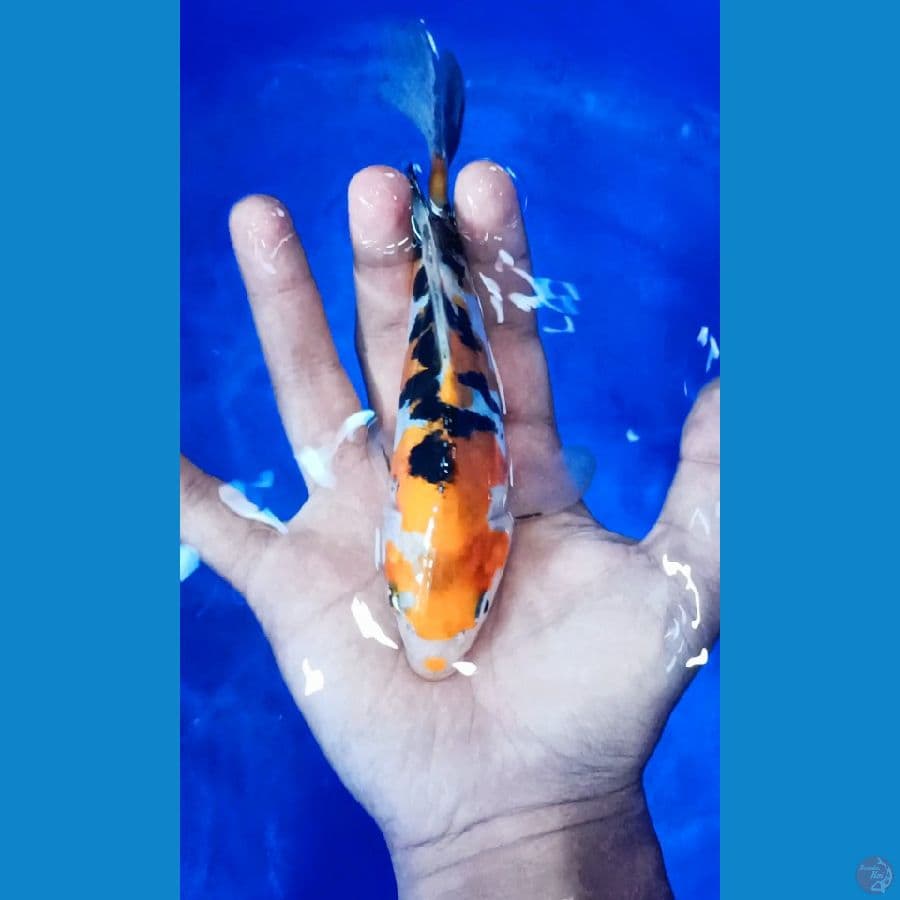 Kumpay Sanke Doitsu 18cm
