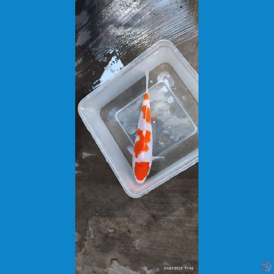 Kohaku- 22 cm