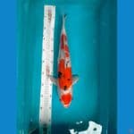 Maruten sanke 42cm