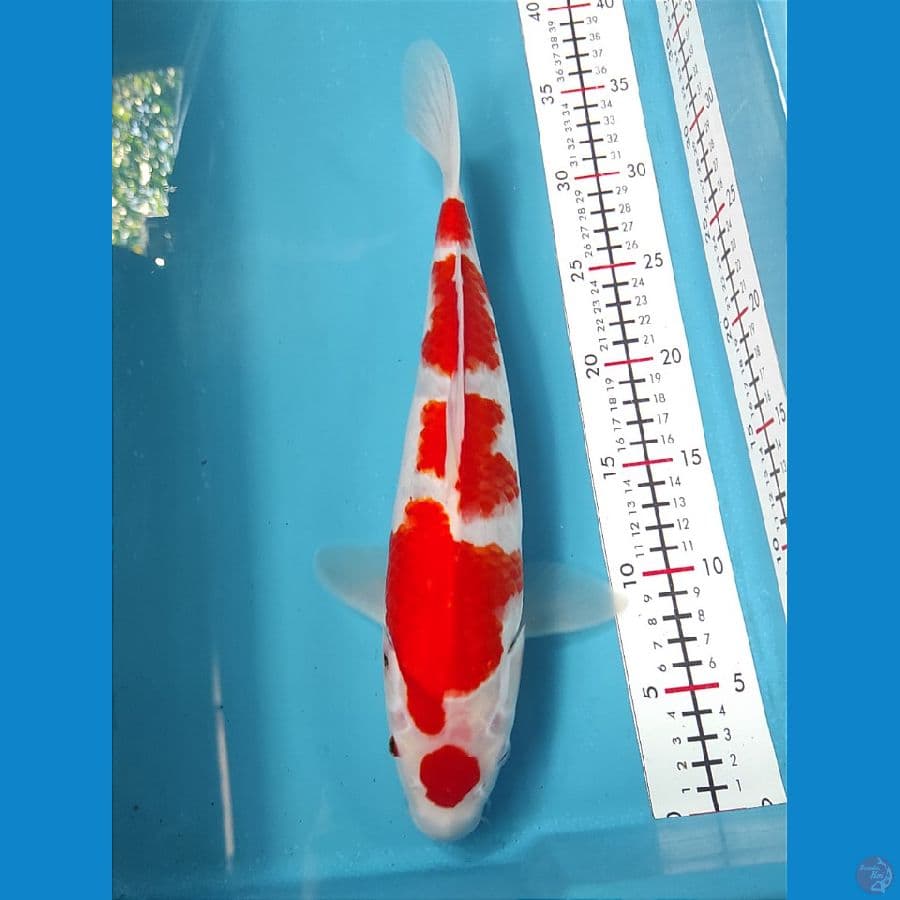 Maruten 35cm Male