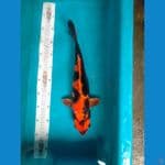 Kin Utsuri 40cm