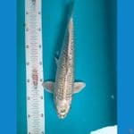 Mukasi Ginrin 34cm