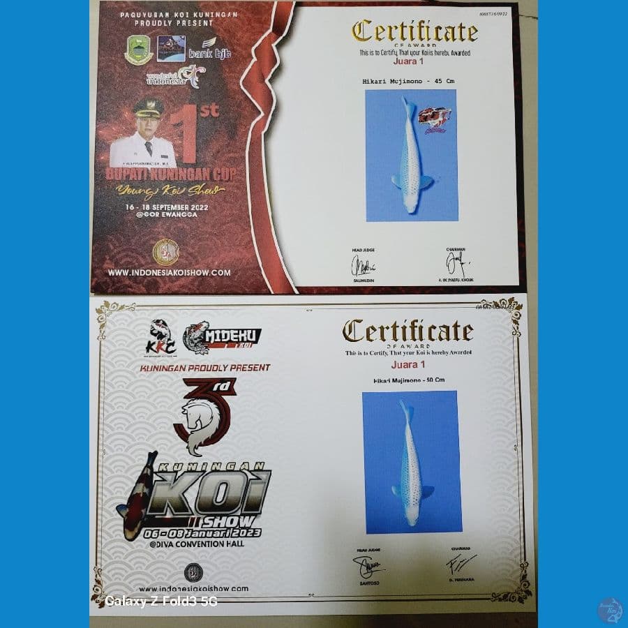 Hikari Mujimono SQ 50cm, 2X Juara 1