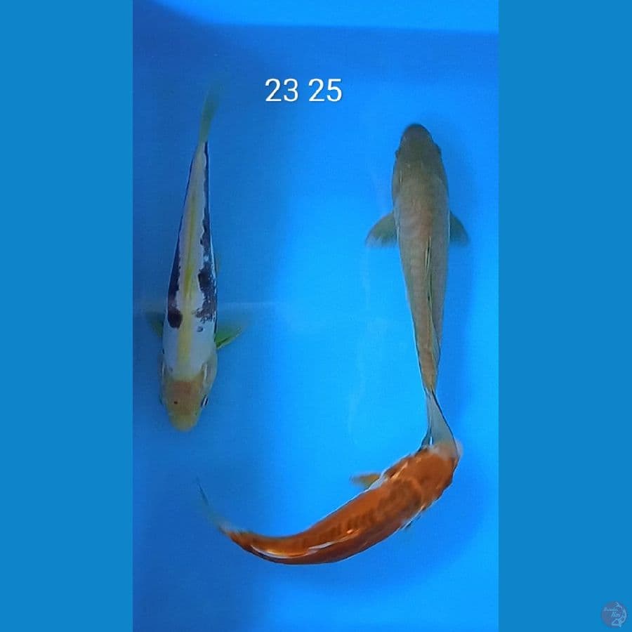 mix 3 ekor : 23 25 cm 