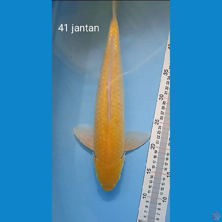 karashi : 41cm jantan