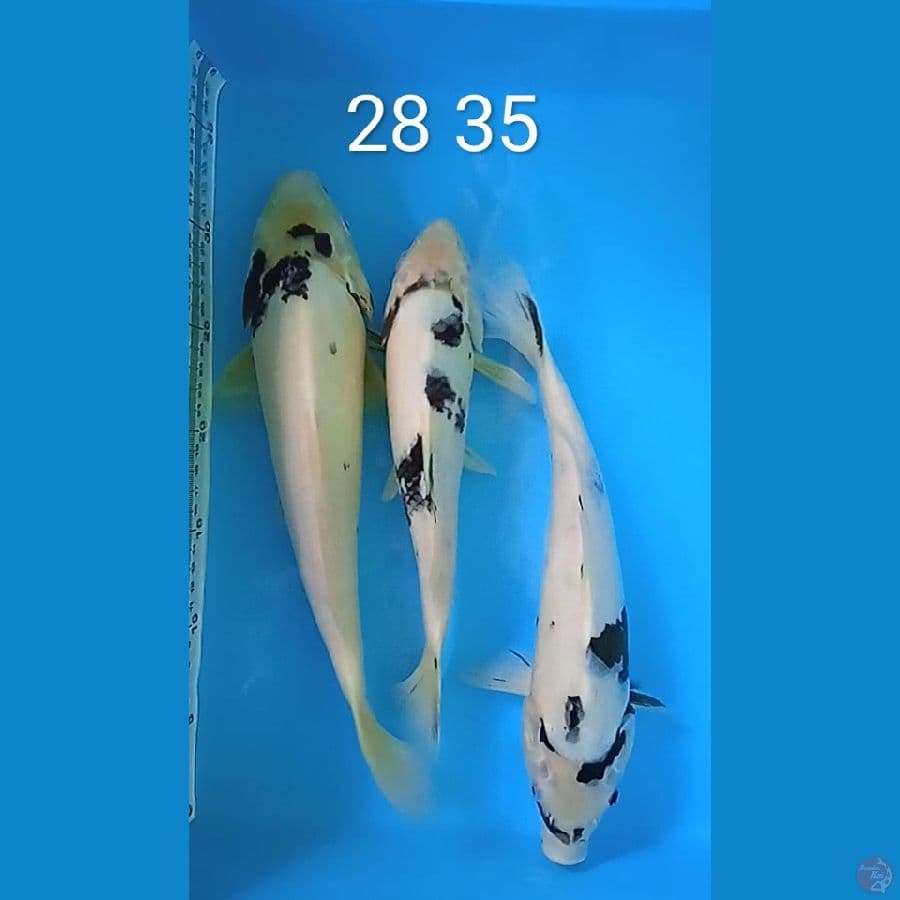 3 ekor shiro 28 35 cm