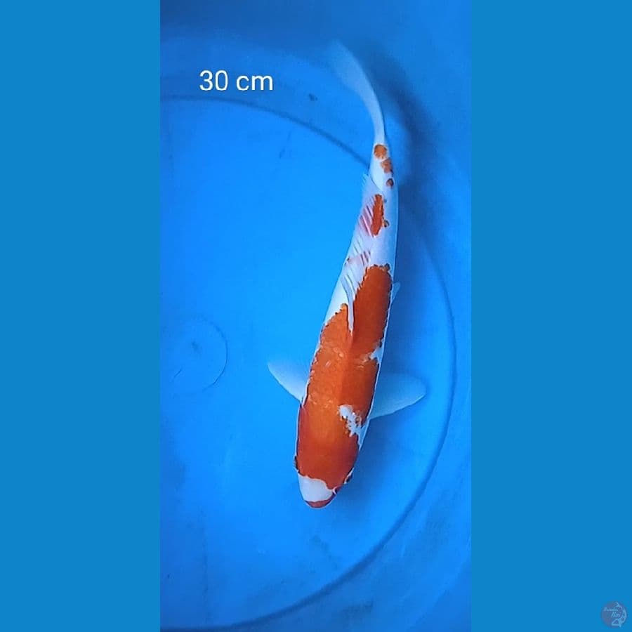kuhaku : 30 cm