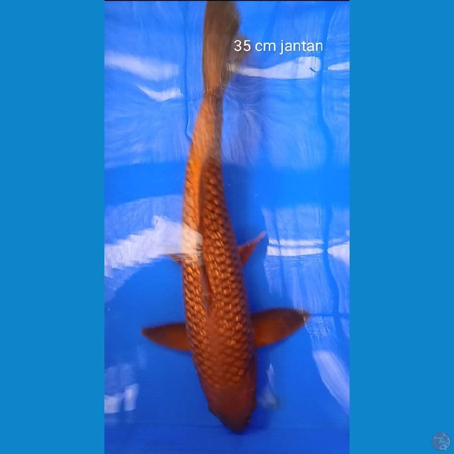 chagoi tembaga gindrin : 35 cm jantan
