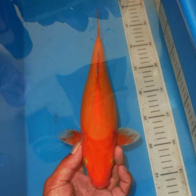 BENYGOI JINAK
