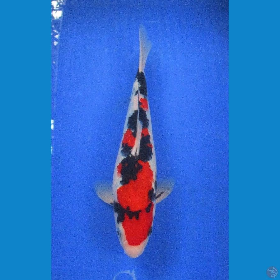 showa ±28cm jantan