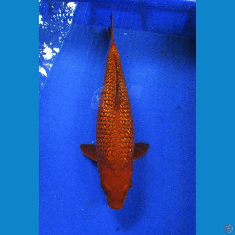 chagoi ginrin ±40cm