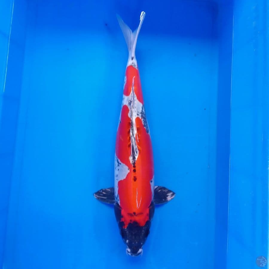 BENI KIKOKURYU JANTAN CALON INDUKAN 42CM
