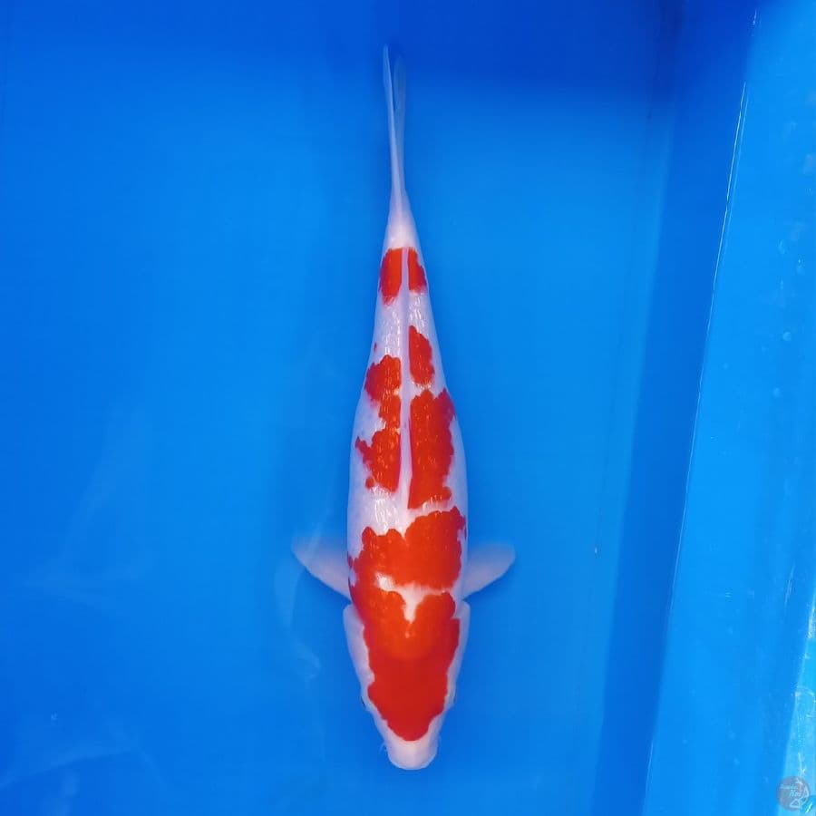 KOHAKU GINRIN PADAT HQ ORIGINAL 36CM
