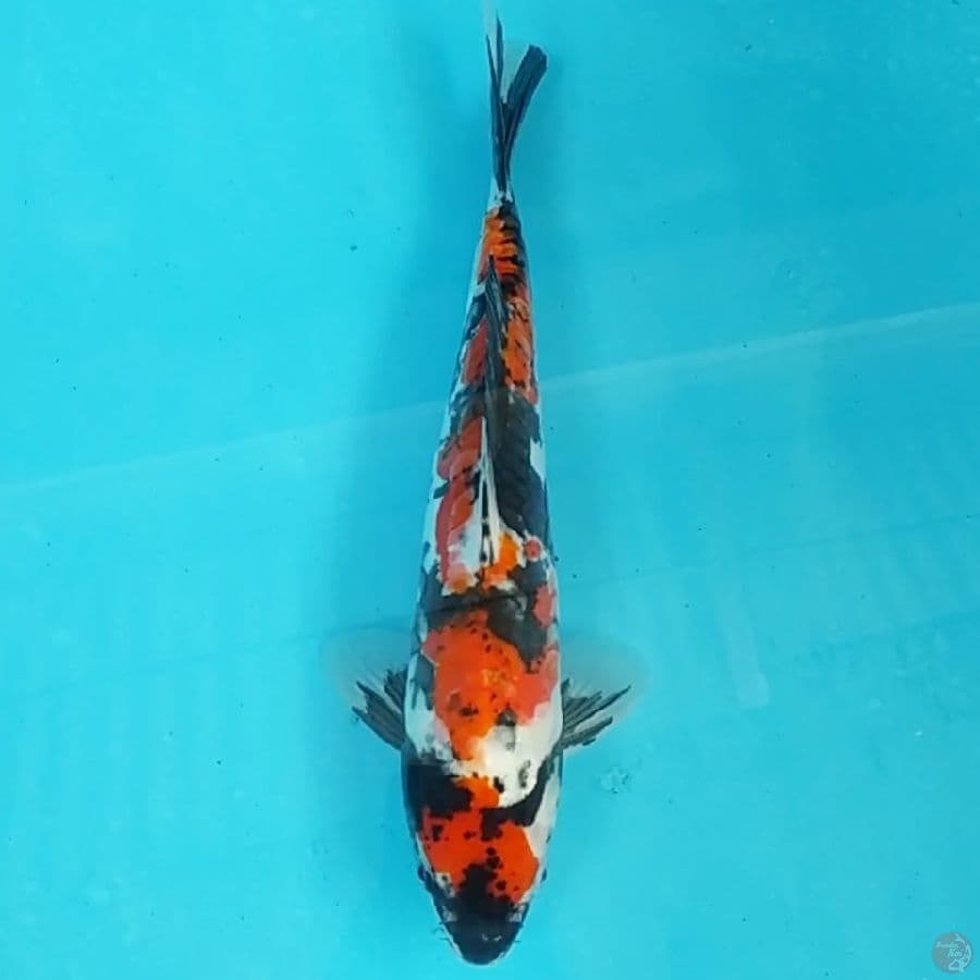 Maruten Showa Aragoke ~32 M