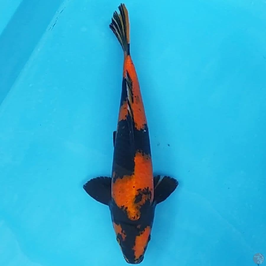 Hi Utsuri ~38 M