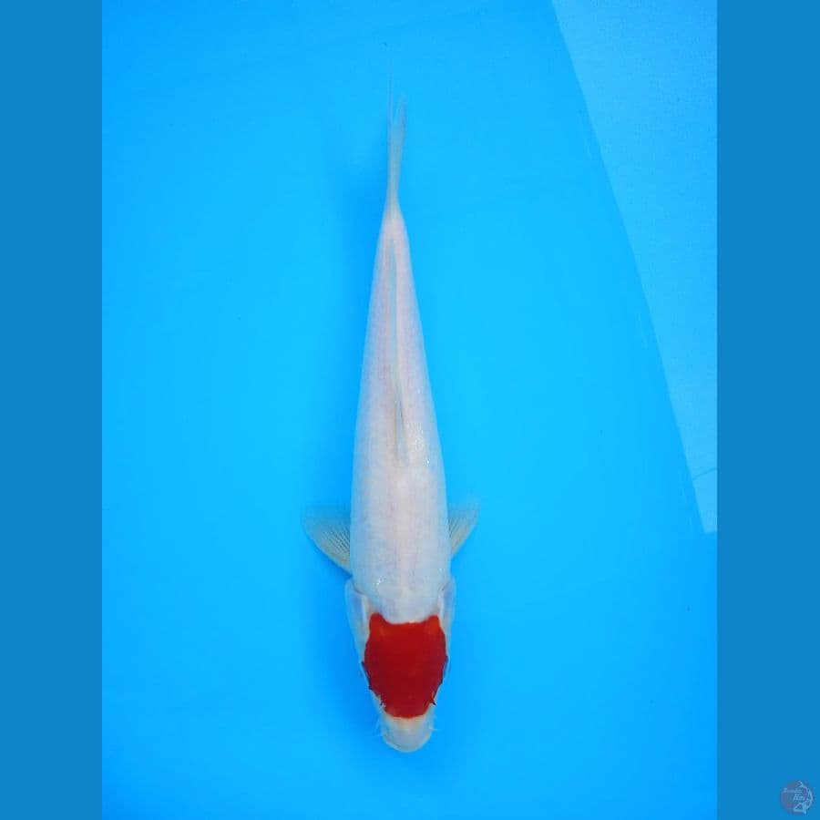 Tancho Kohaku Original 33