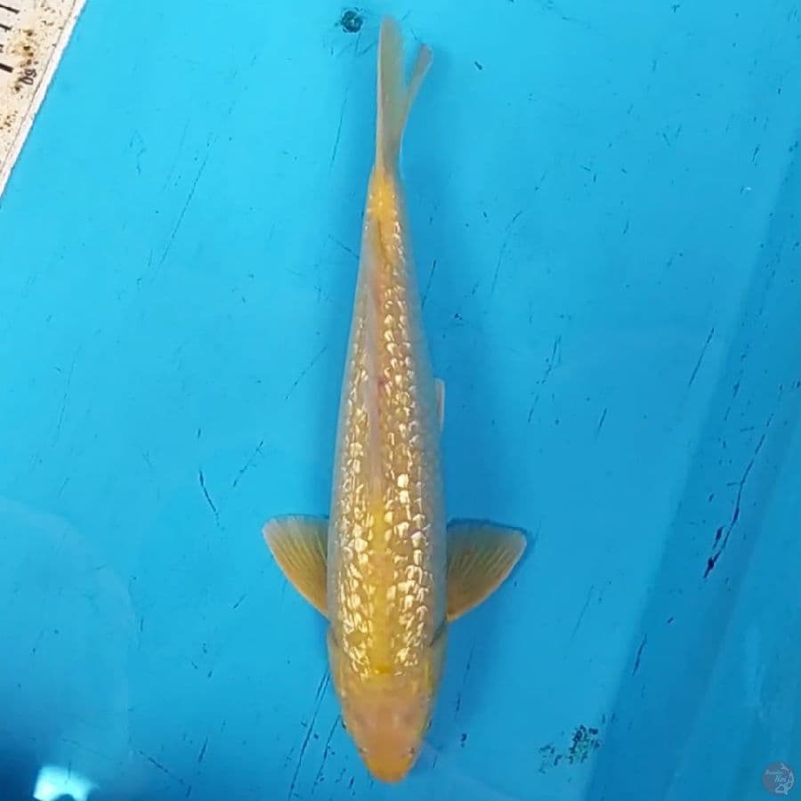 Karashi Ginrin ~37 M