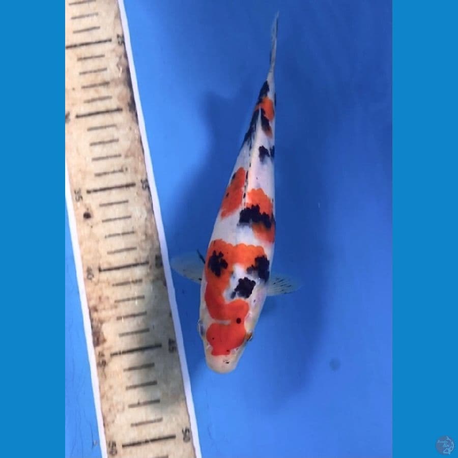 sanke 20cm