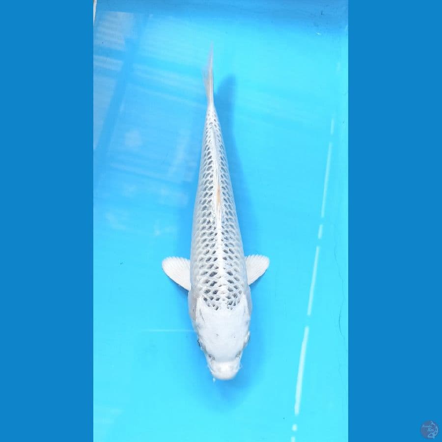 Gin madsuba 24cm