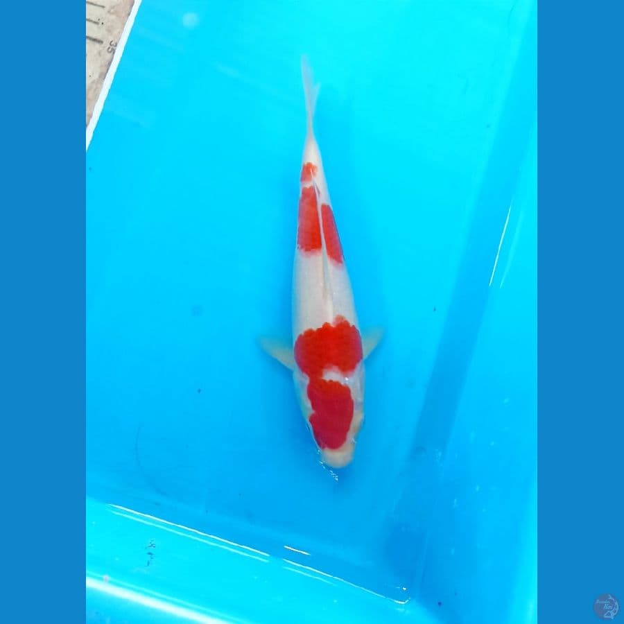Kohaku 21cm