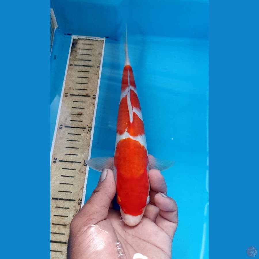 Kohaku 27cm