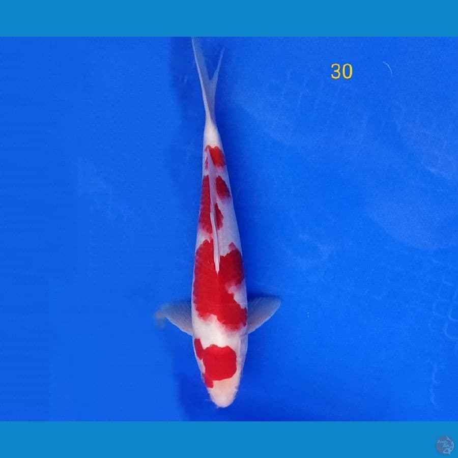 KOHAKU STRONG