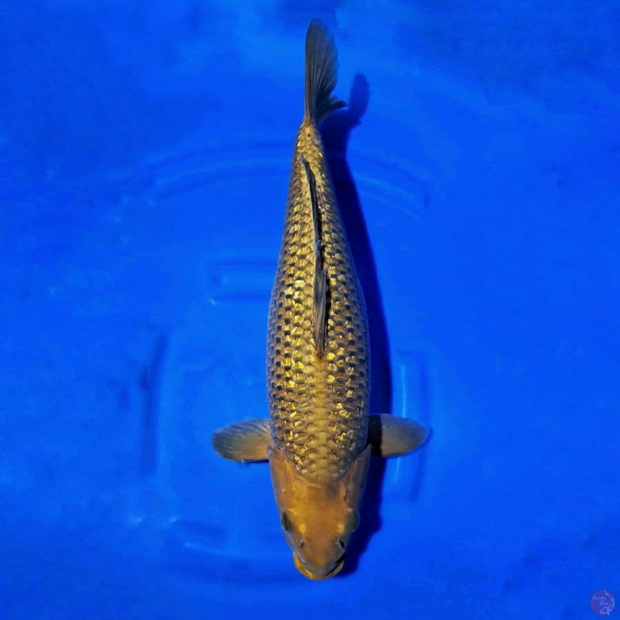 Cagoi Ginrin (50cm)