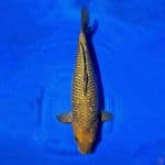 Cagoi Ginrin (50cm)