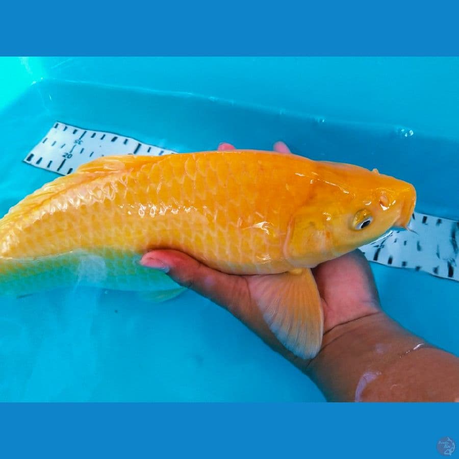 karasi punuk 33cm