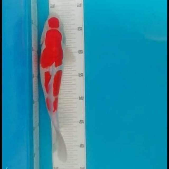 Kohaku.doitsu.size.30cm