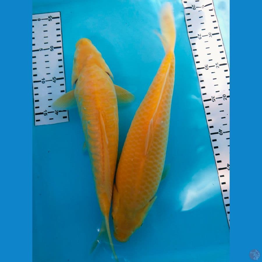 karasi punuk 30-31cm