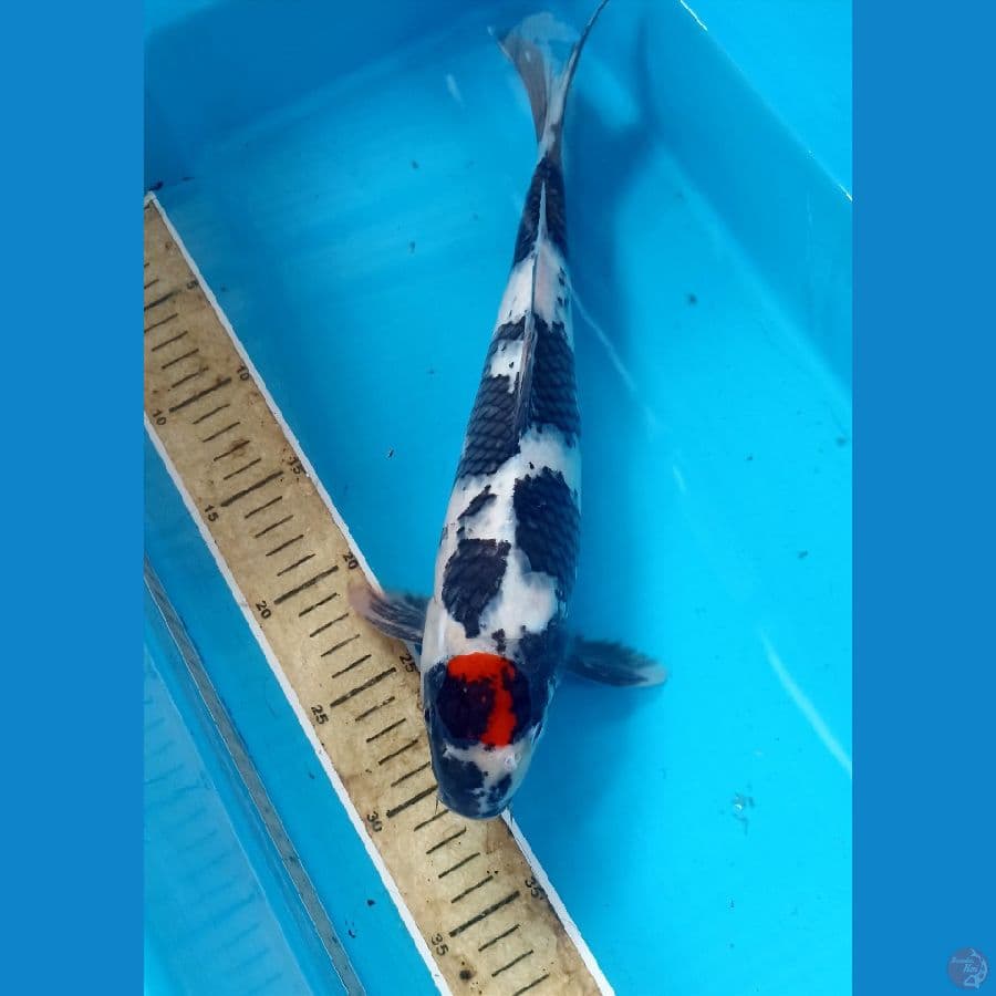 Tancho showa 35cm/male