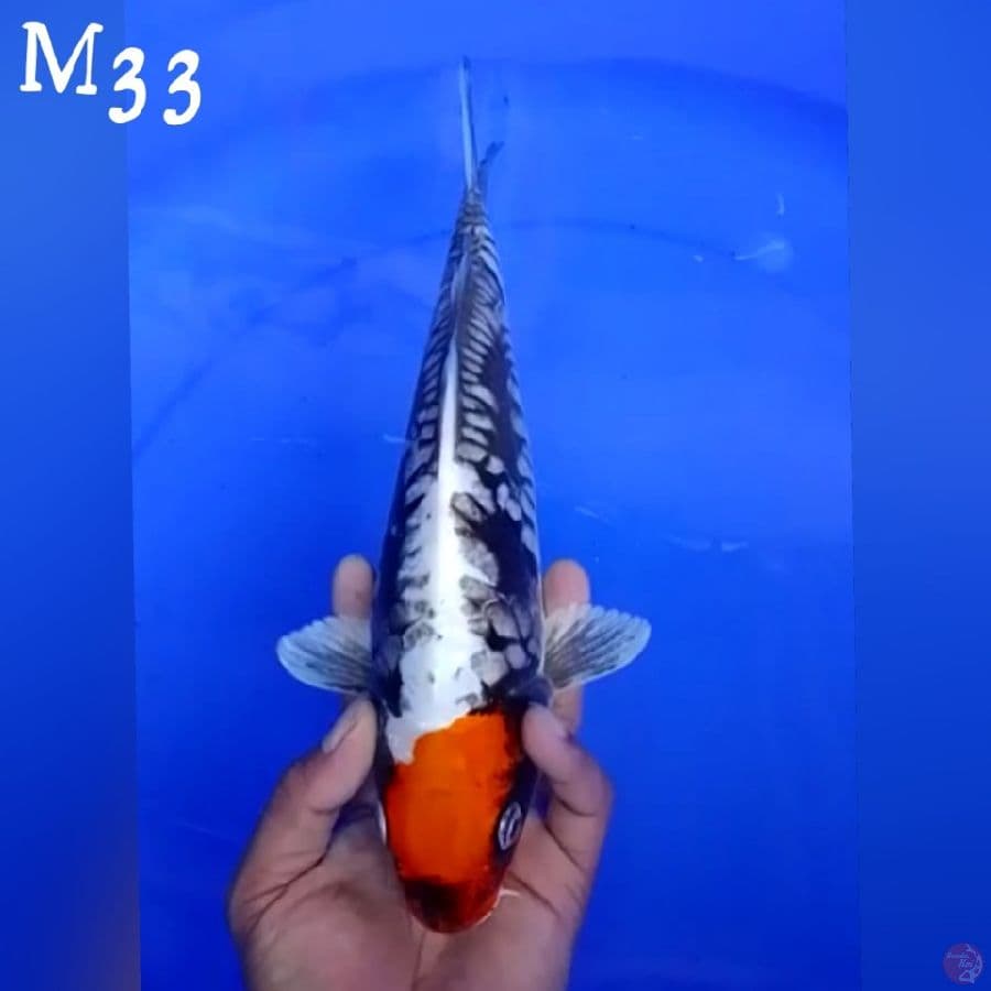 TC KUMON M33
