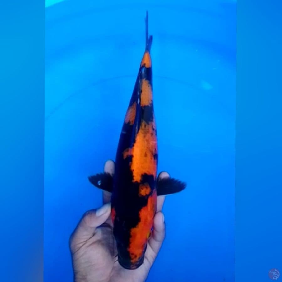 HIUTSURI 36CM 