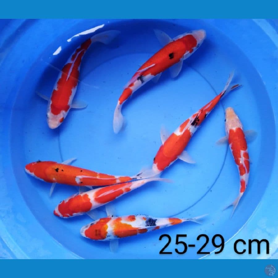mix 25-29 cm