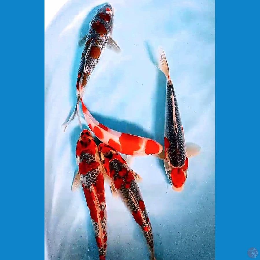 Mix goshiki strong 23-29 cm