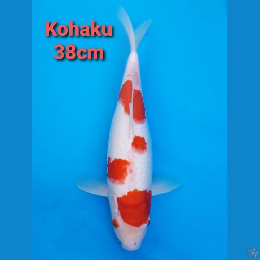 KOHAKU 38CM