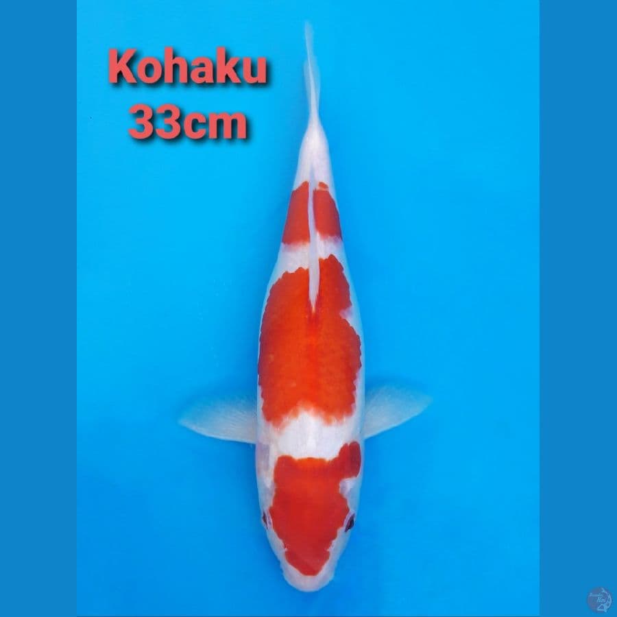 KOHAKU 33CM