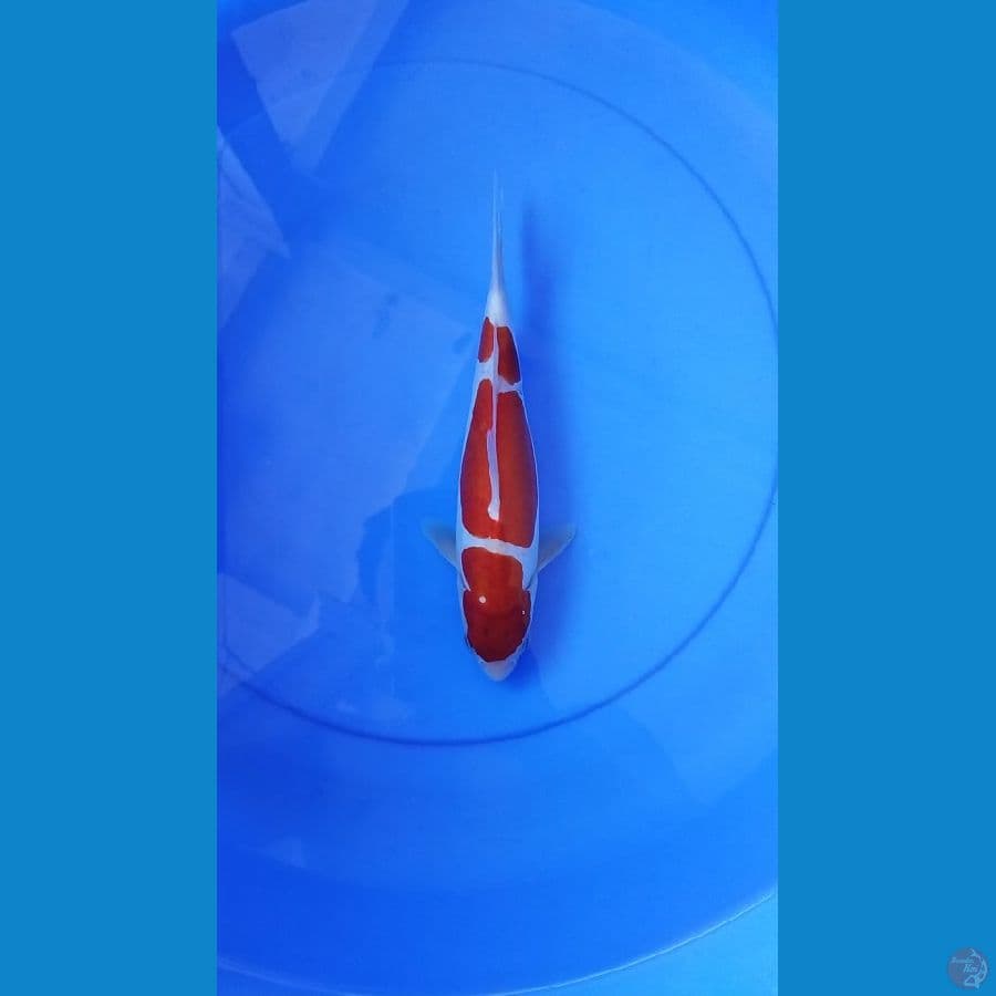 kohaku doitsu jantan size 24 cm