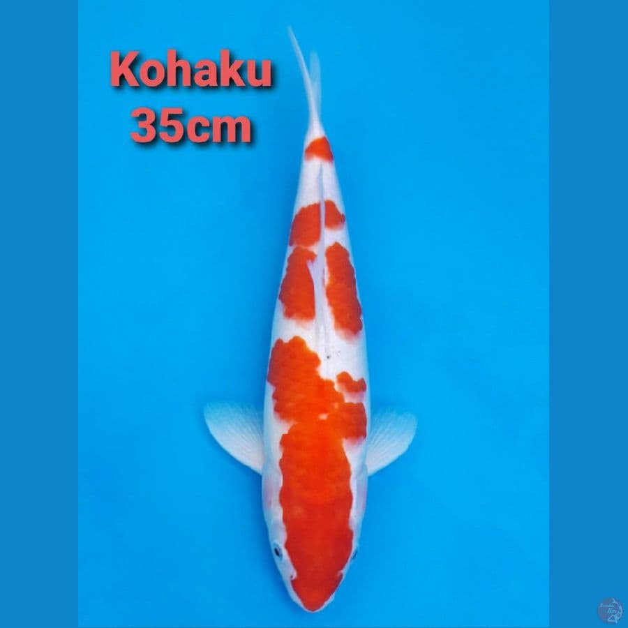 KOHAKU 35CM