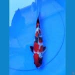 showa jantan size 25 cm