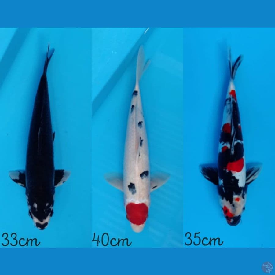 Showa doitsu,Tancho Sanke, kawarimoni 33-40cm