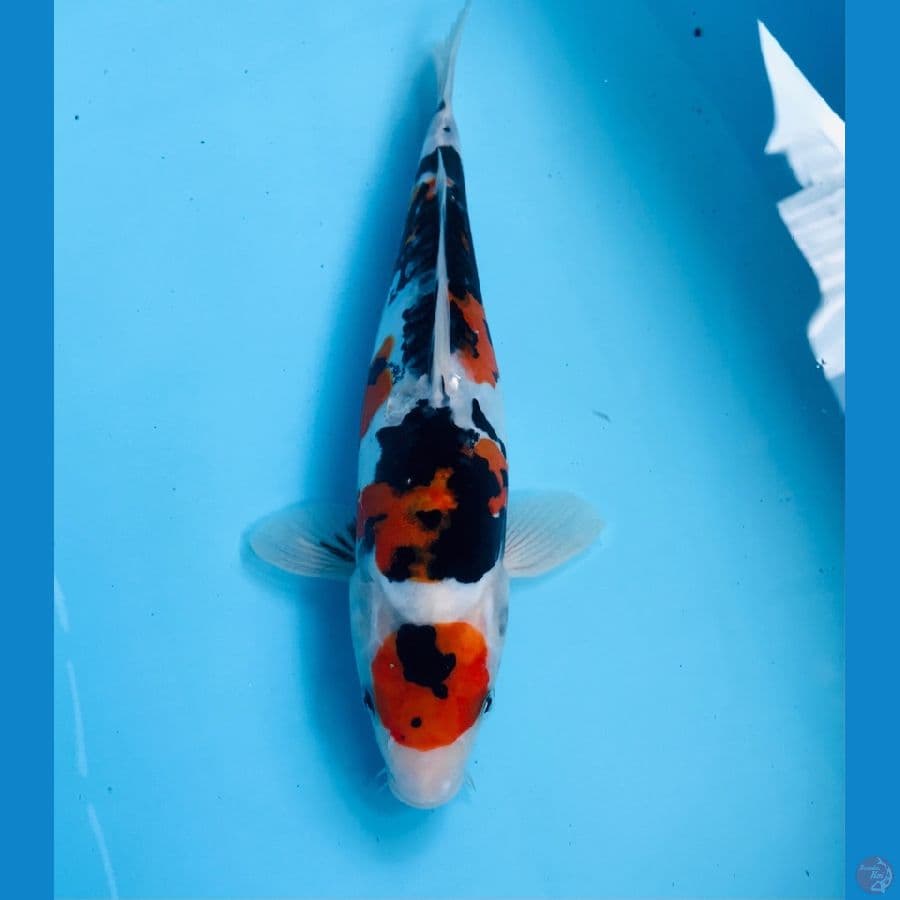 maruten showa doitsu 30cm